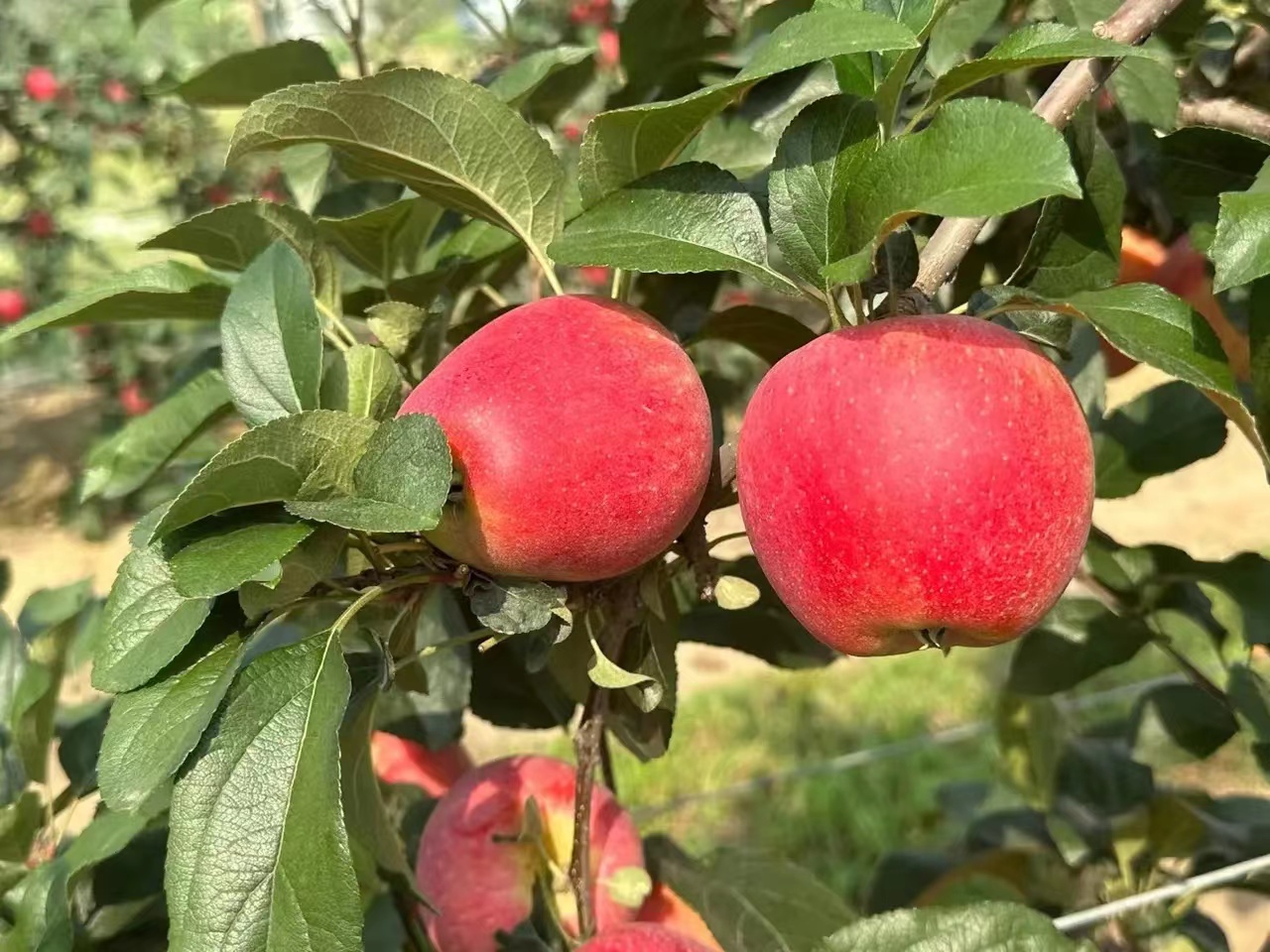 众成三号苹果树苗管理,新疆野苹果砧木红思尼可苹果树苗