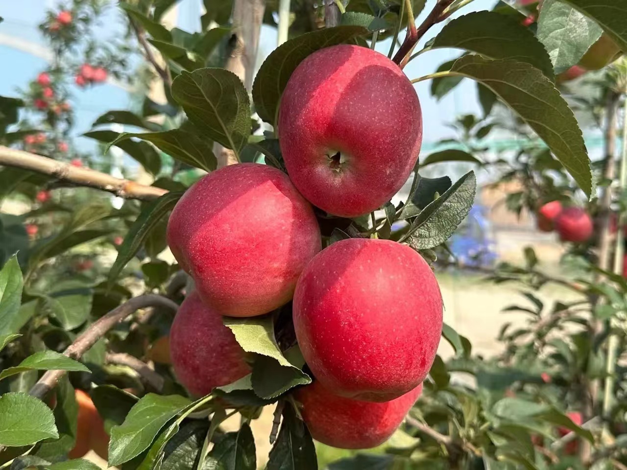 矮化m9t337砧木美国8号苹果苗纯度98,品种
