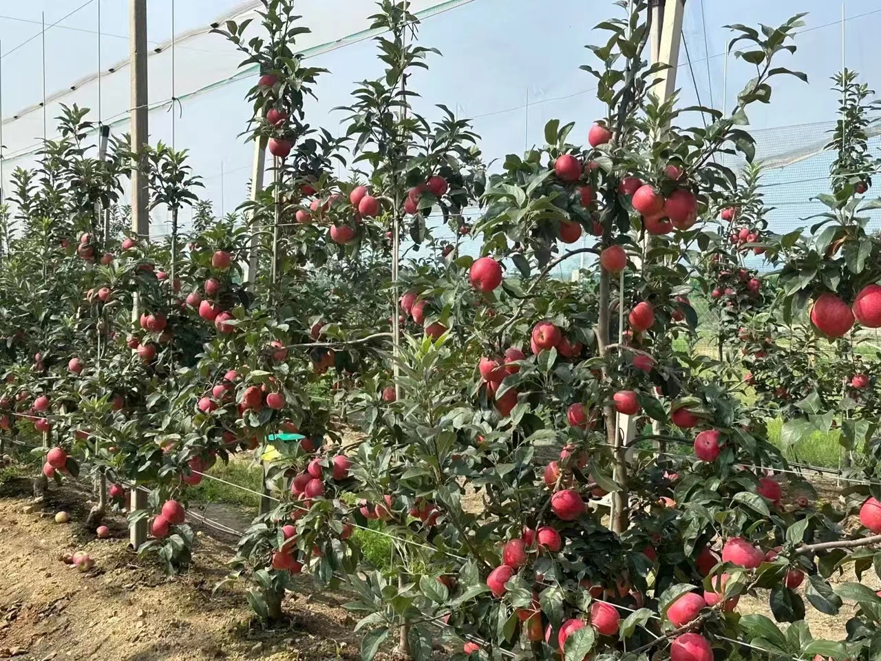 脱毒m9t337砧木土崎苹果树苗,3年生大规模出售