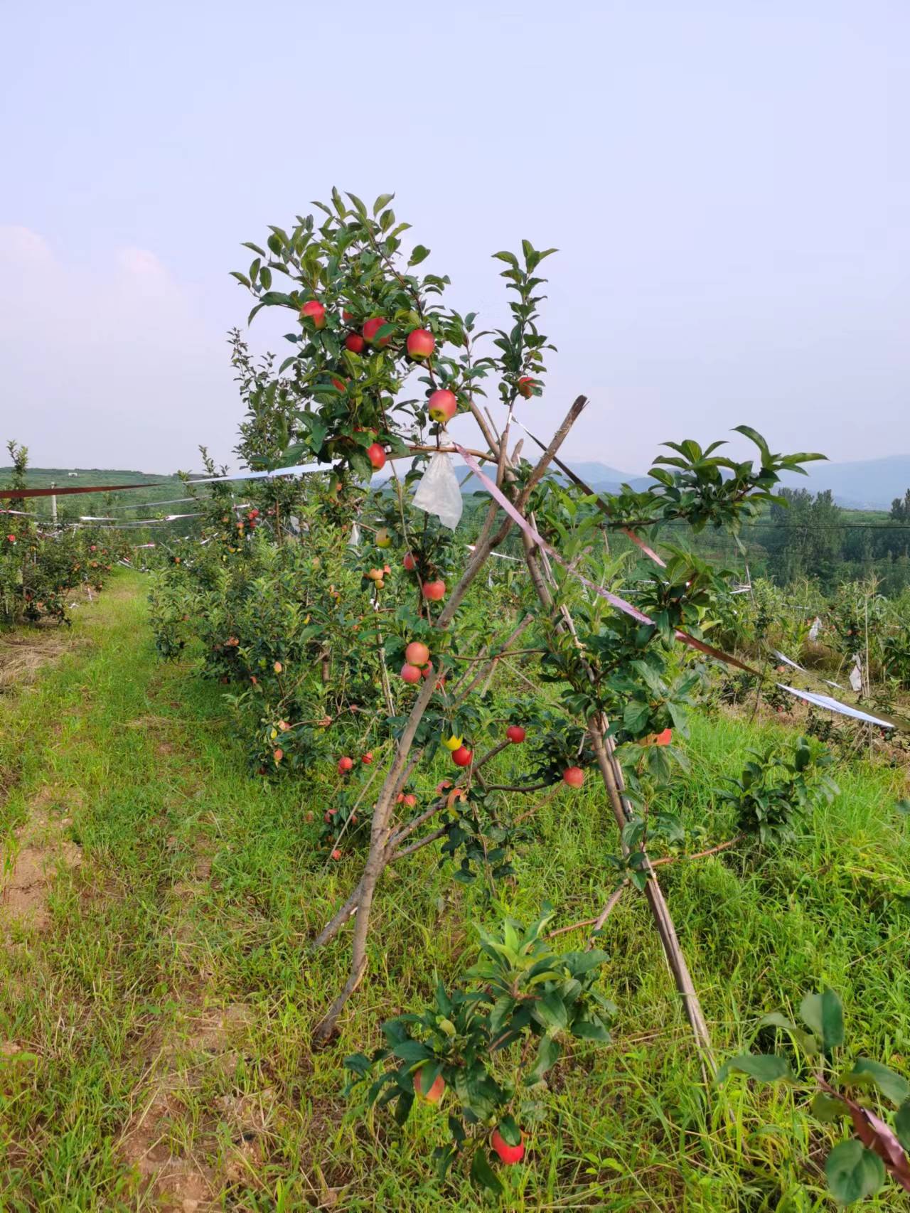 马克砧木红蜜脆苹果树苗,2公分大规模出售