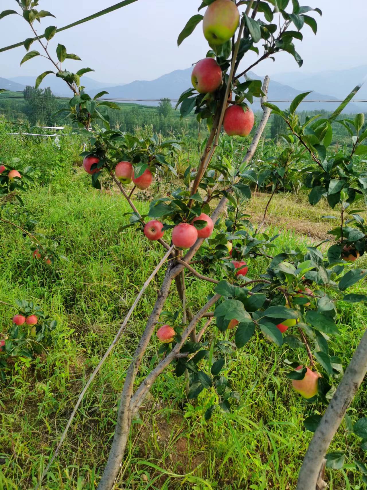 红思尼可苹果树苗品种说明,脱毒SH砧木红思尼克苹果树苗