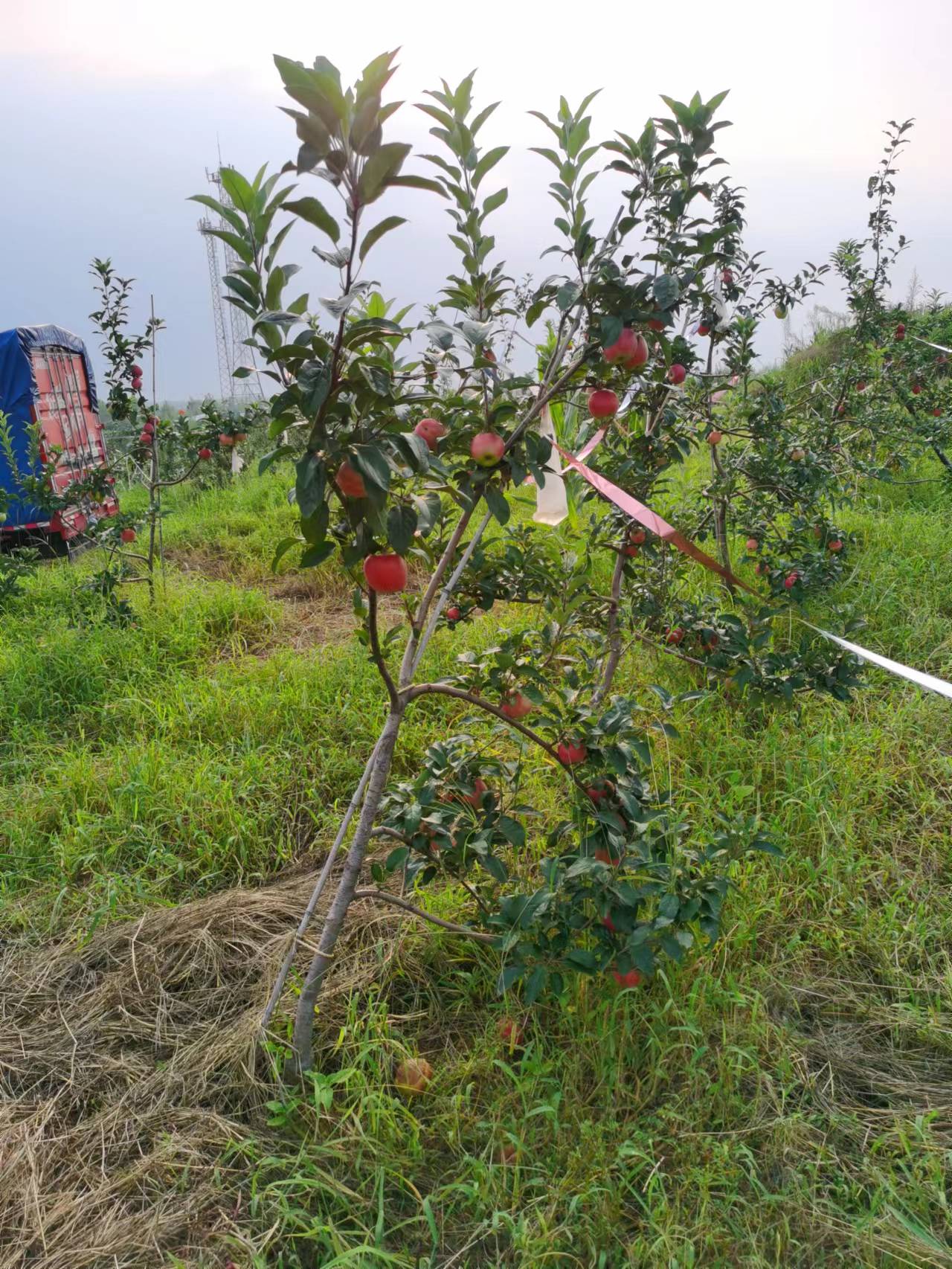 八棱海棠砧木Hff63苹果树苗,7公分育苗