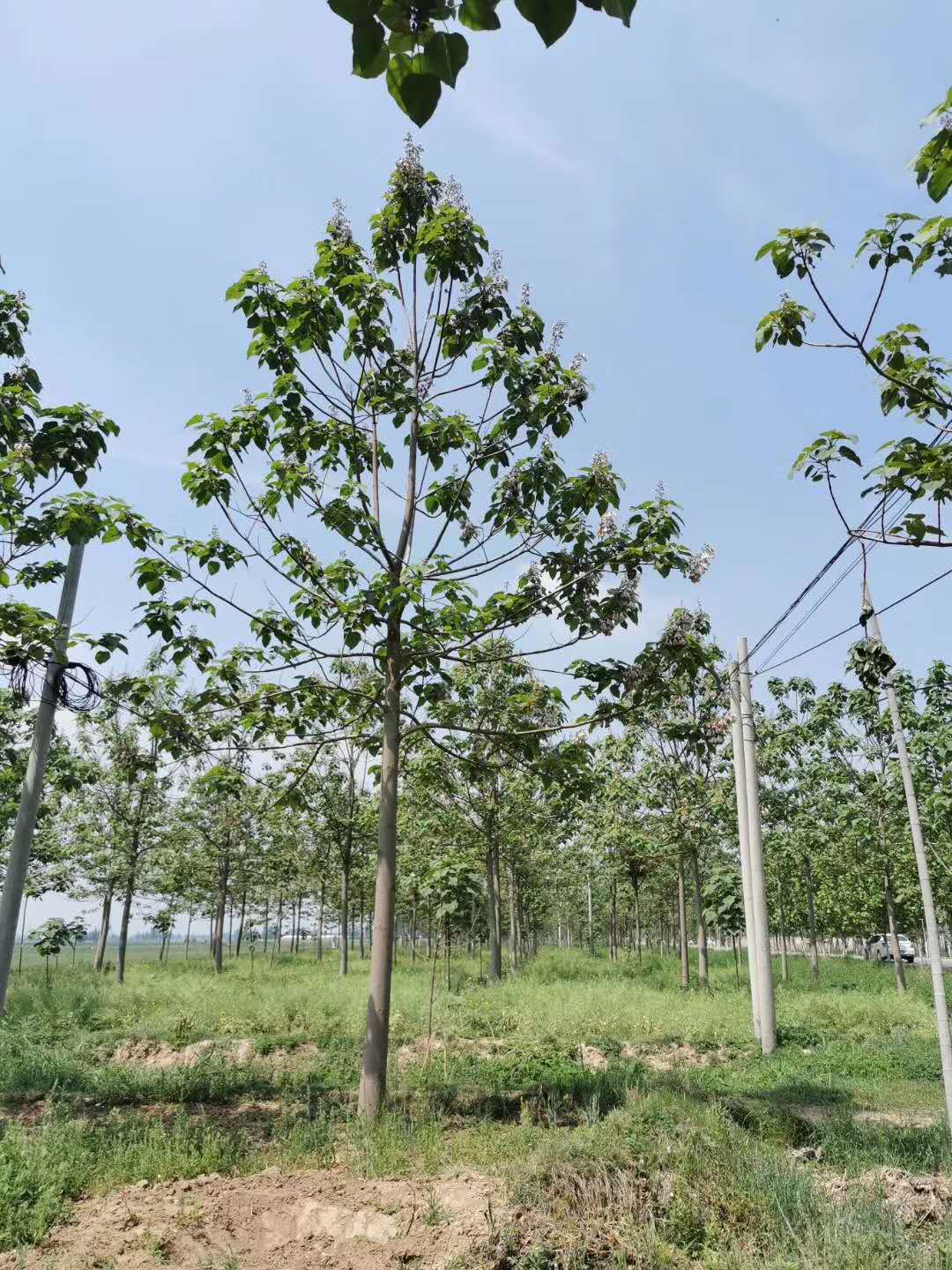 济南泡桐基地 泡桐苗圃基地