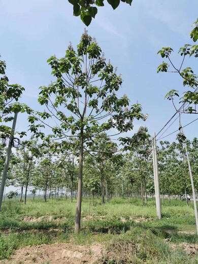 泡桐苗圃基地图片