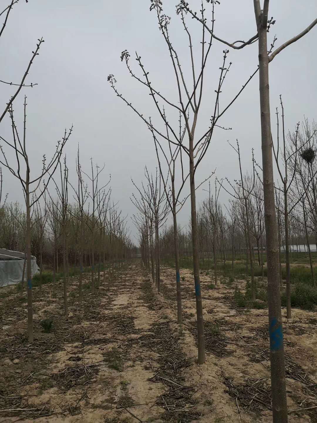 济南泡桐基地 泡桐苗圃基地