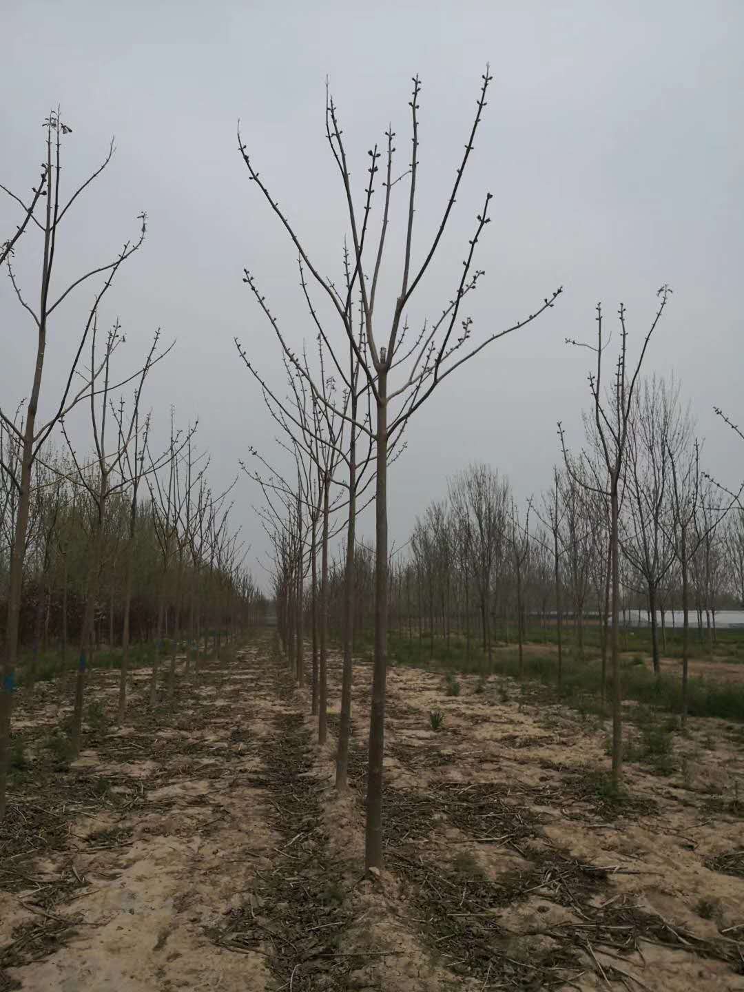 山东曹县紫花泡桐基地 泡桐基地