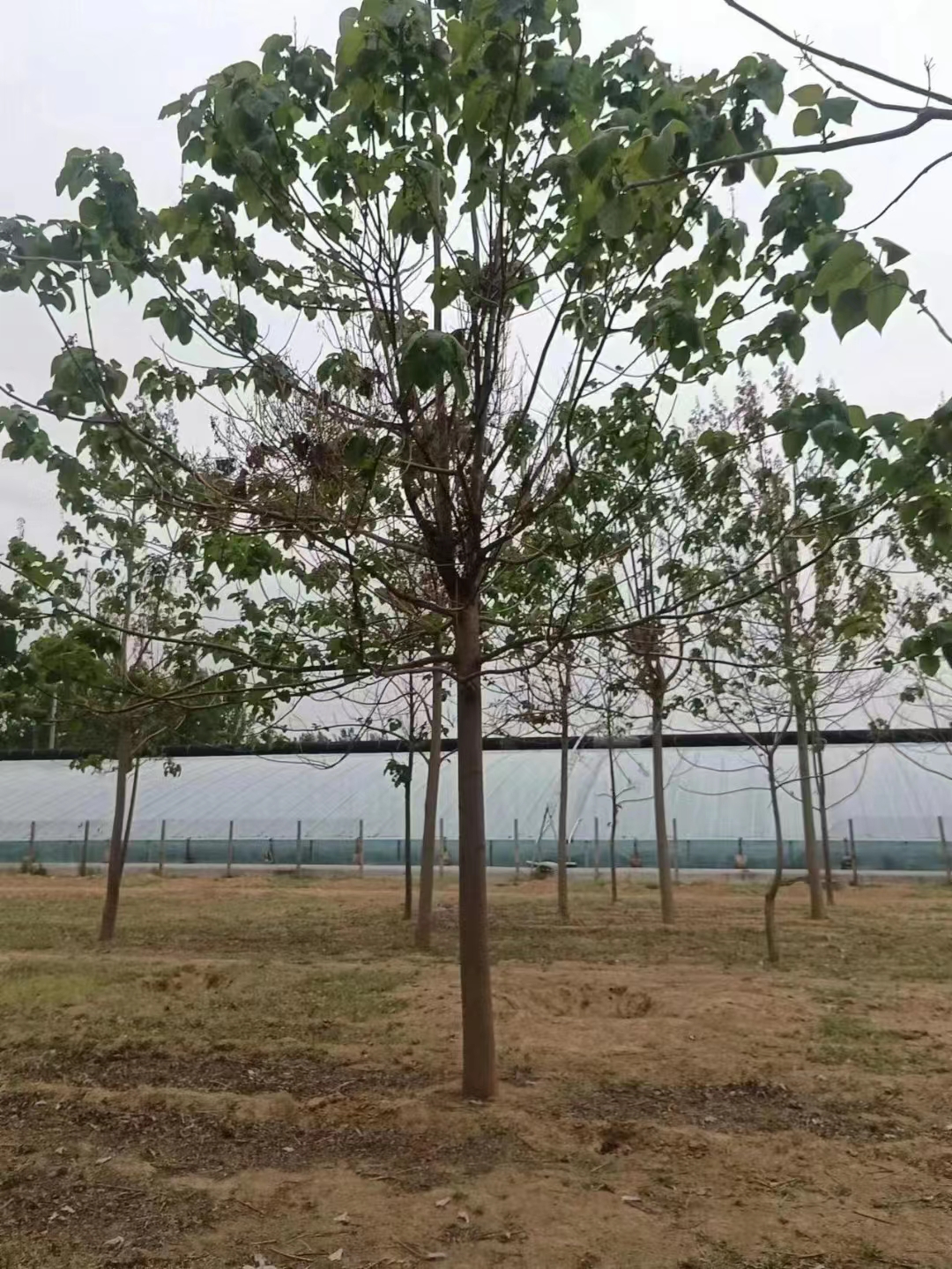 临汾泡桐基地 泡桐苗种植基地