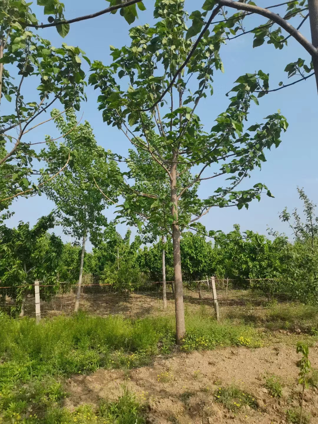 安泡桐树苗种植基地 泡桐树苗基地