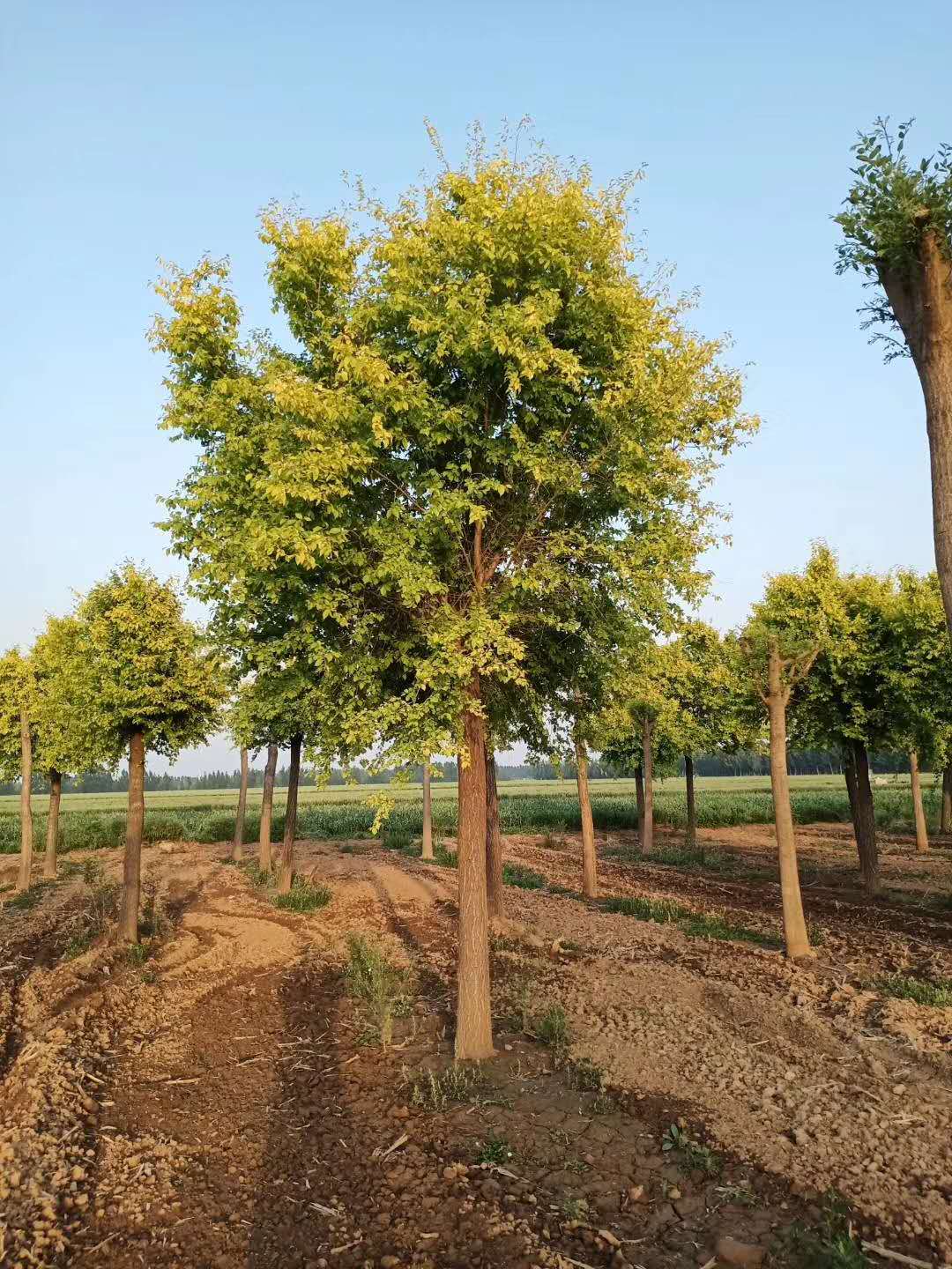 潍坊金叶榆基地 金叶榆种植基地