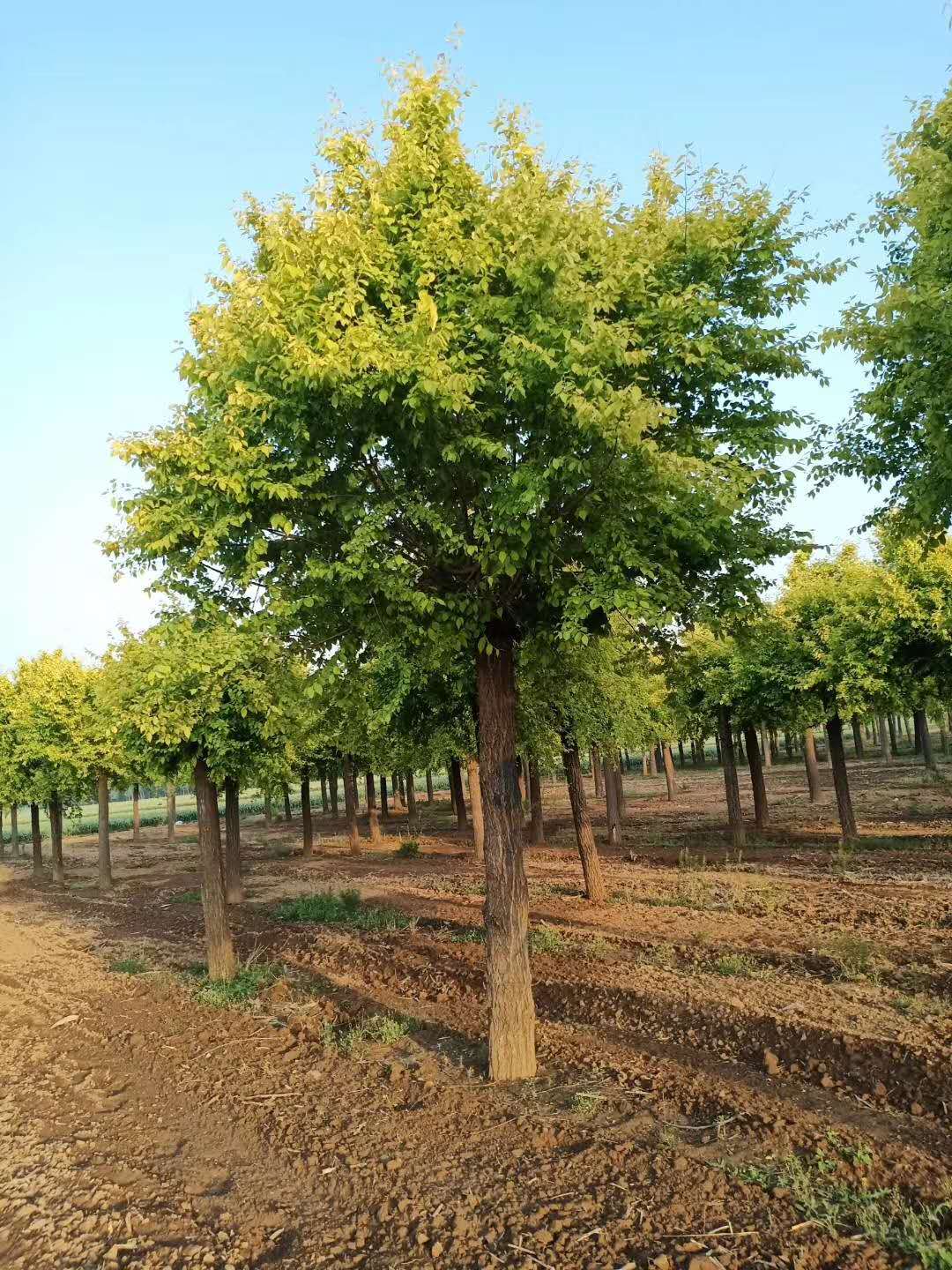 山东诸城金叶榆产地_金叶榆种植基地联系方式