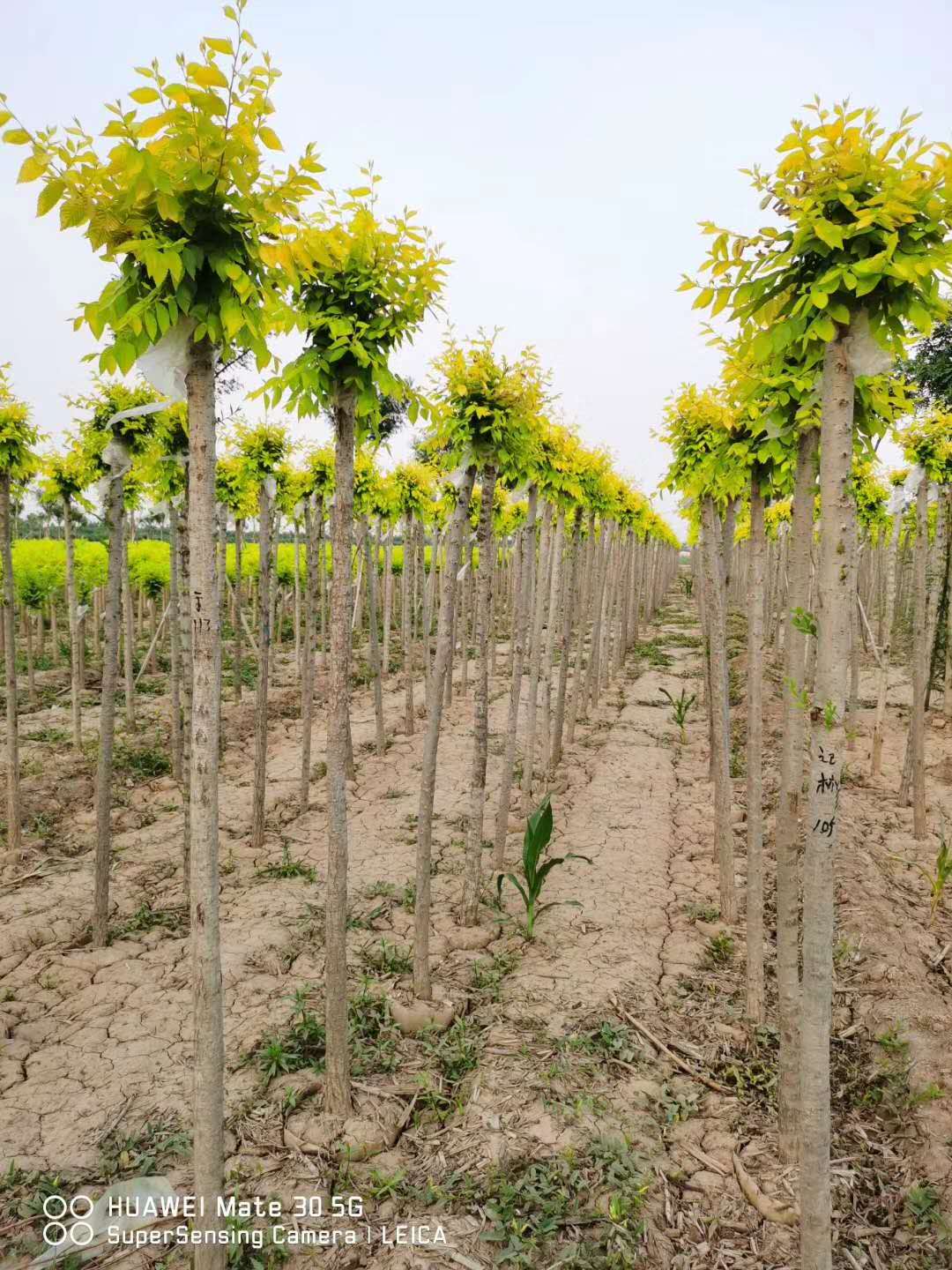 山东聊城金叶榆基地_货源_海量