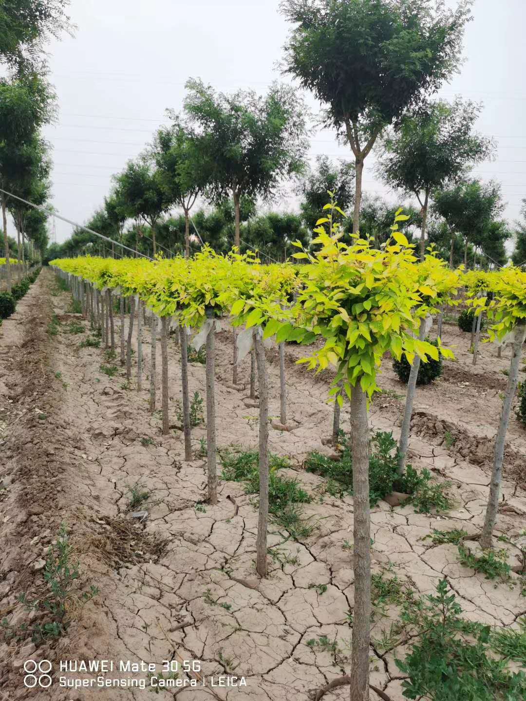 安徽金叶榆苗基地 金叶榆产地是哪里