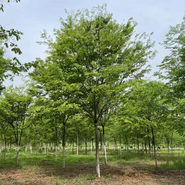 潍坊榉树批发 大型绿化树苗批发市场