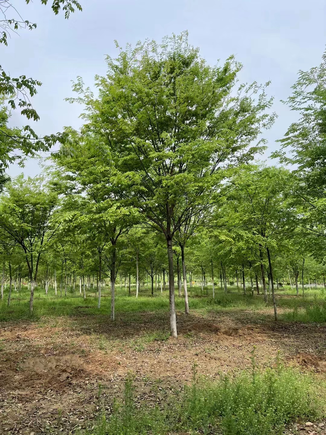 青岛榉树批发 大型绿化树苗批发市场