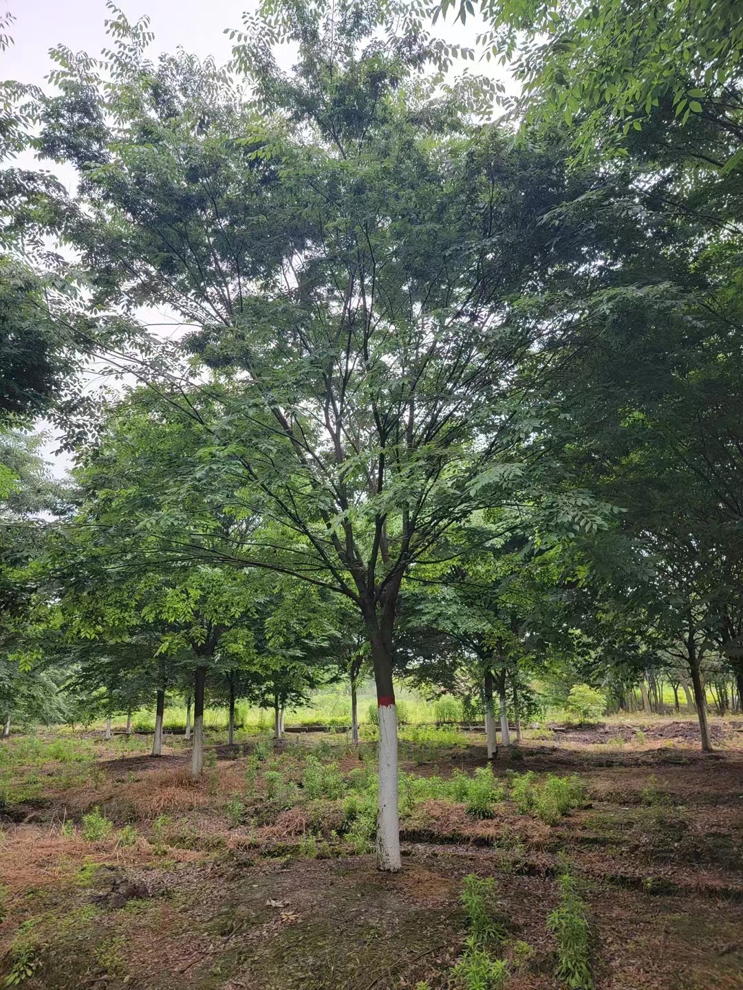 济南榉树基地批发 大型绿化树苗批发市场