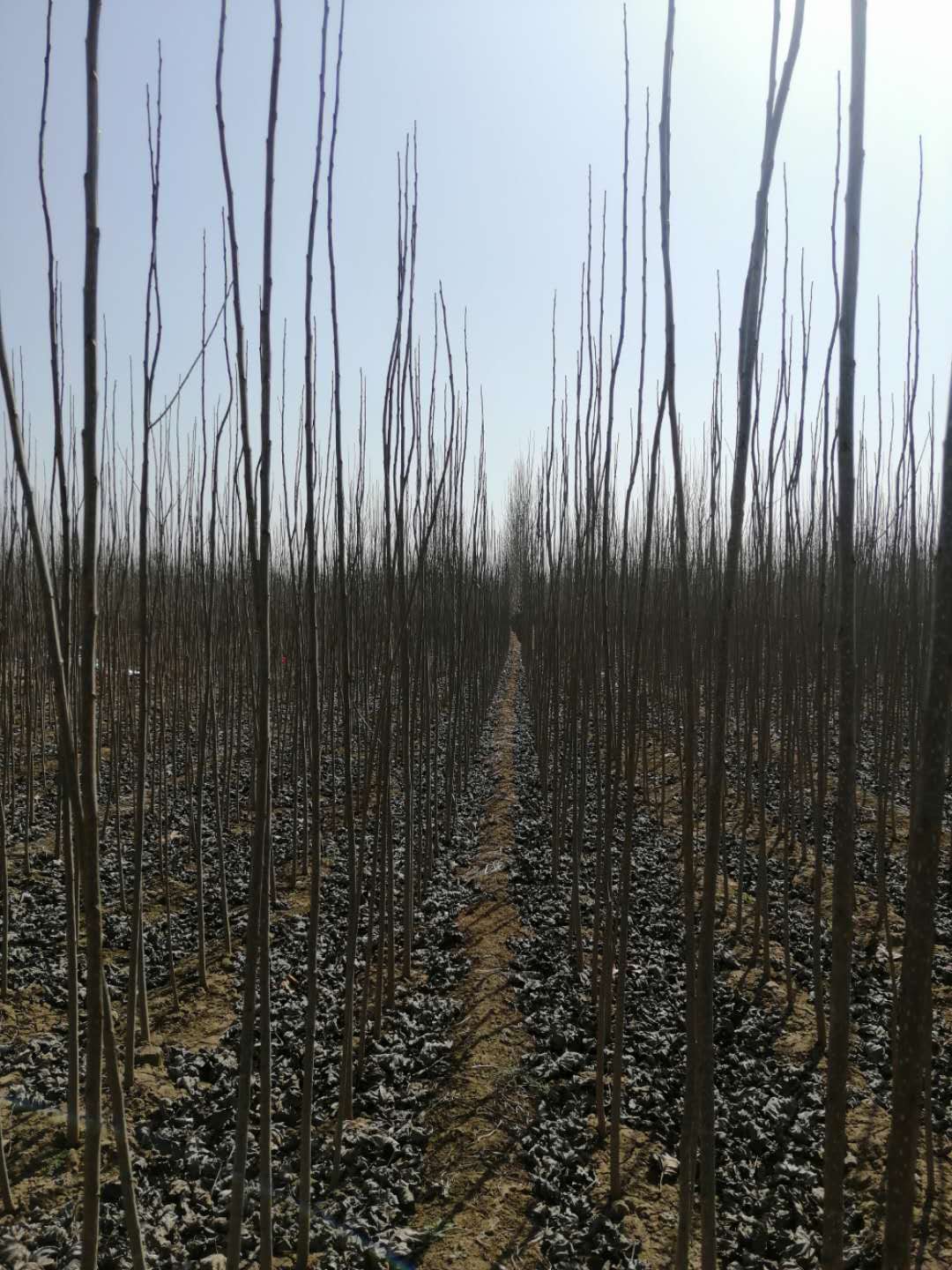 泰安白杨树树苗批发基地 本人有大量107杨树