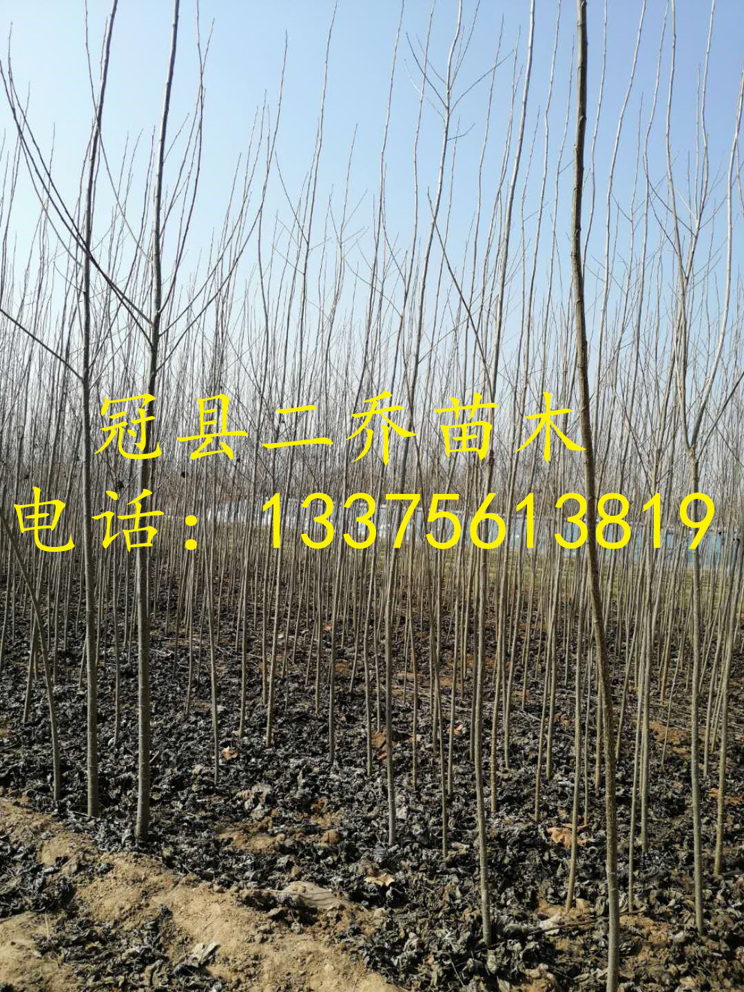 南阳杨树苗批发基地 本人有大量107杨树