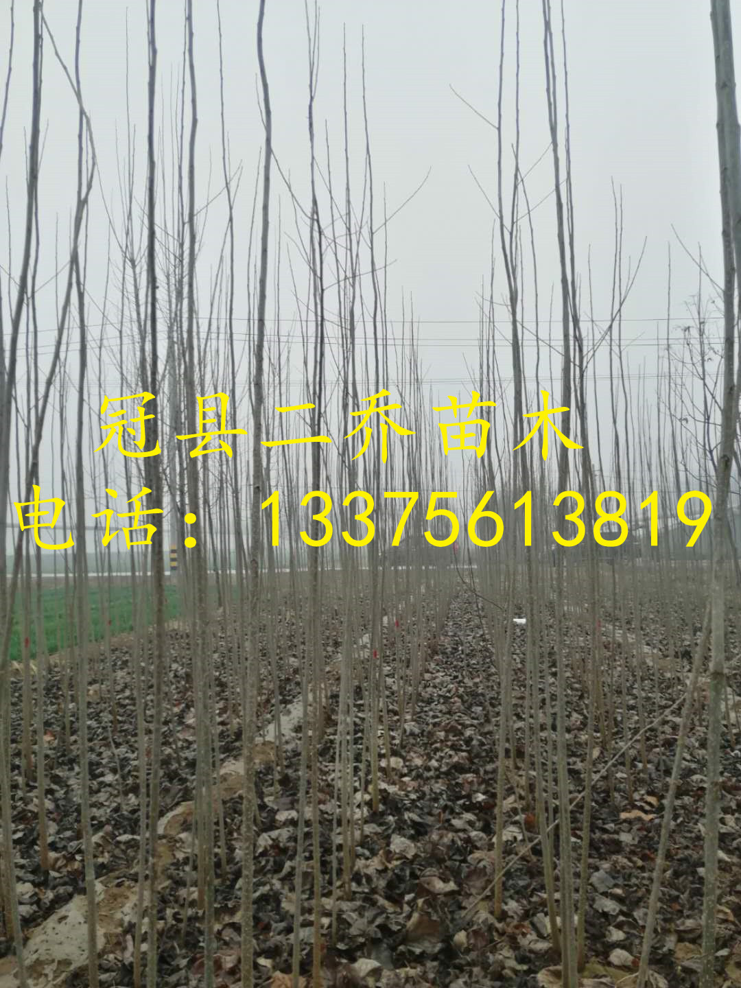 亳州大量出售107杨树苗 本人有大量107杨树