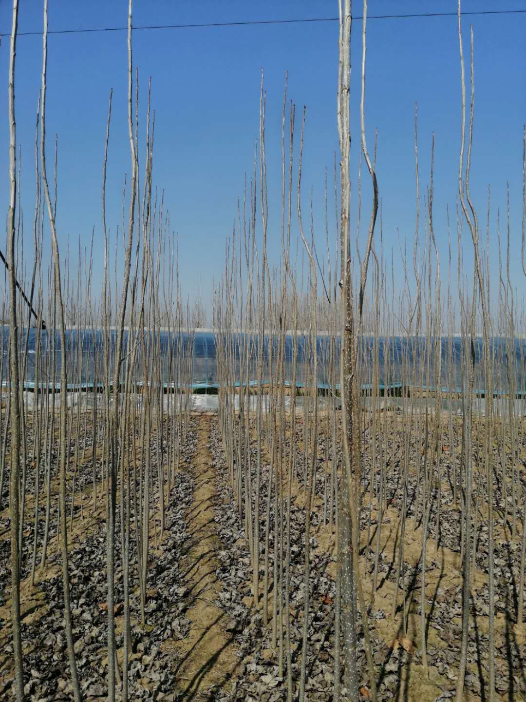 湖北批发一年生杨树苗 大量出售107杨树苗