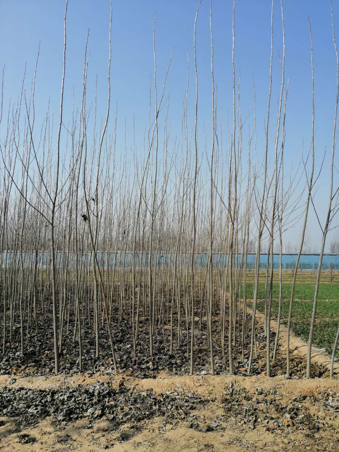 亳州大量出售107杨树苗 本人有大量107杨树