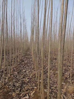 河南杞县杨树苗种植基地无絮杨树苗基地