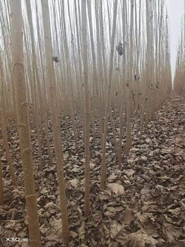 河南安阳文峰区杨树苗生产基地本人有大量107杨树