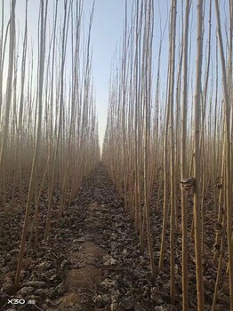 山东青岛平度杨树苗苗圃基地107杨树苗批发