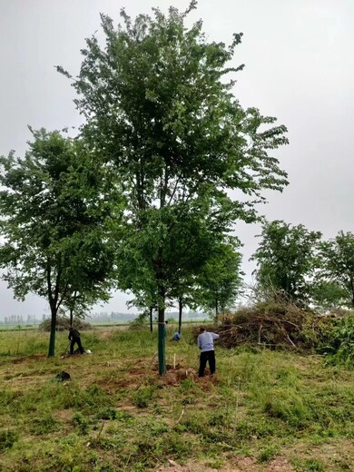 安徽白榆树基地榆树苗木批发市场