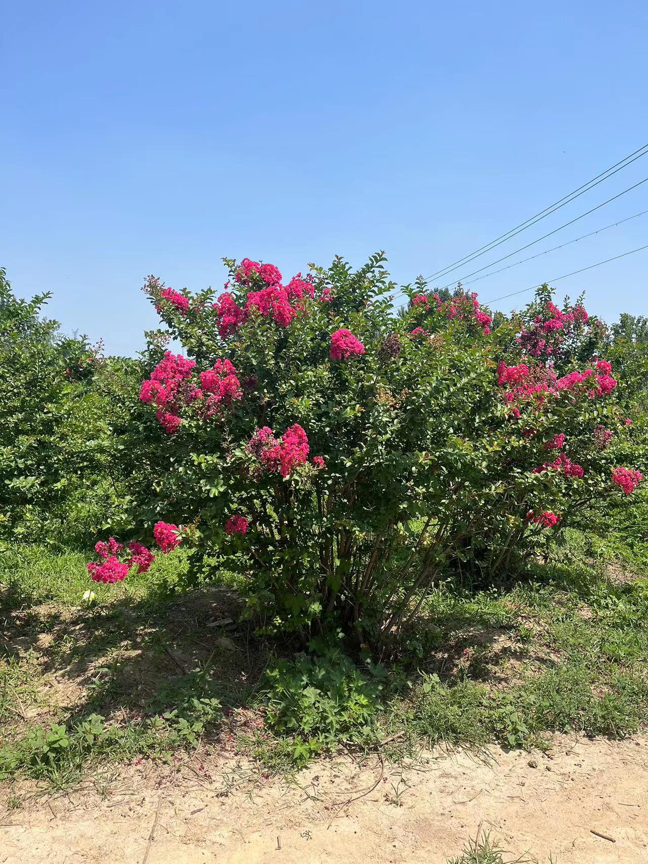 青岛百余亩丛生紫薇基地