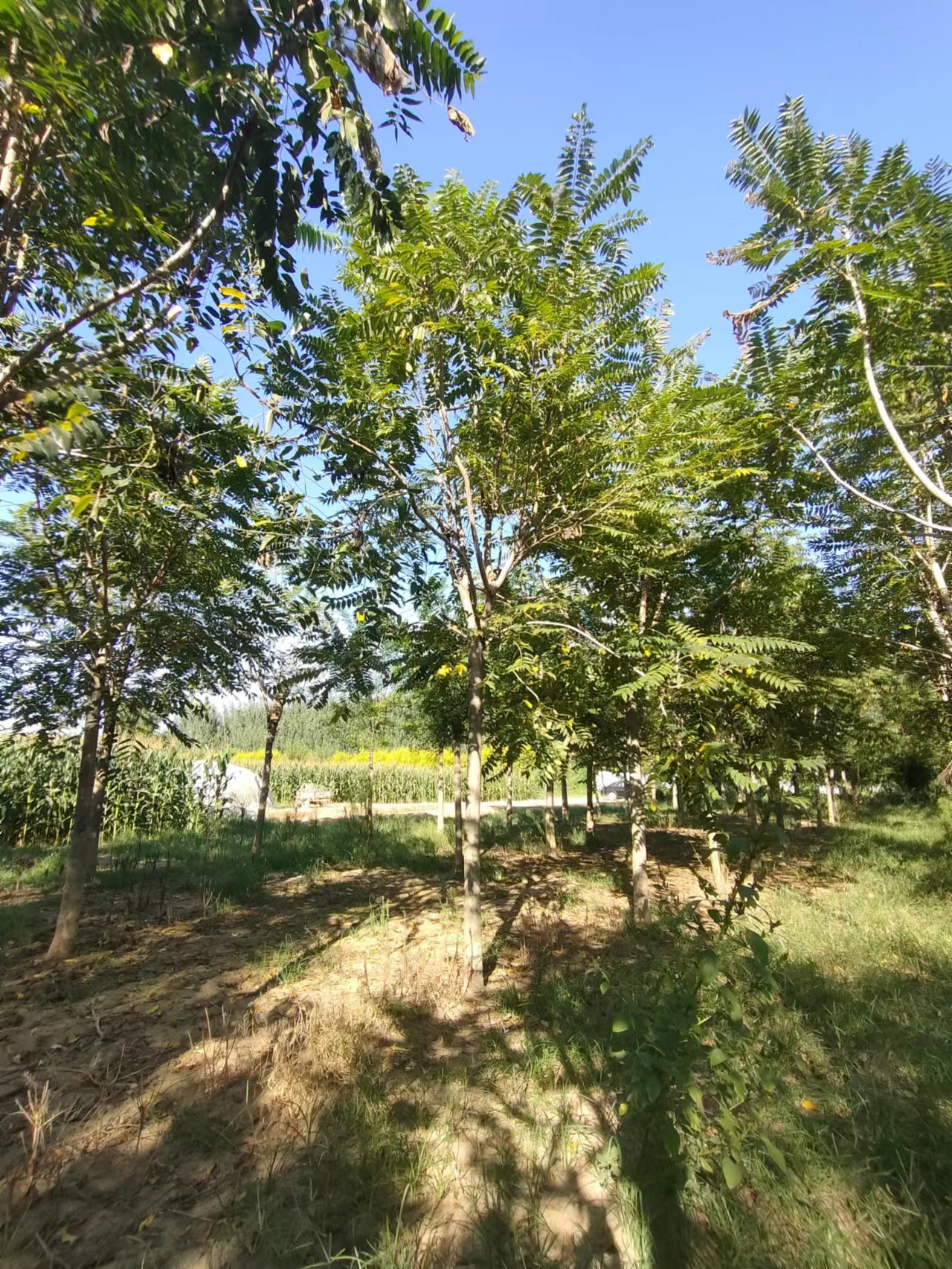 山东滨州滨城区千头椿育苗基地