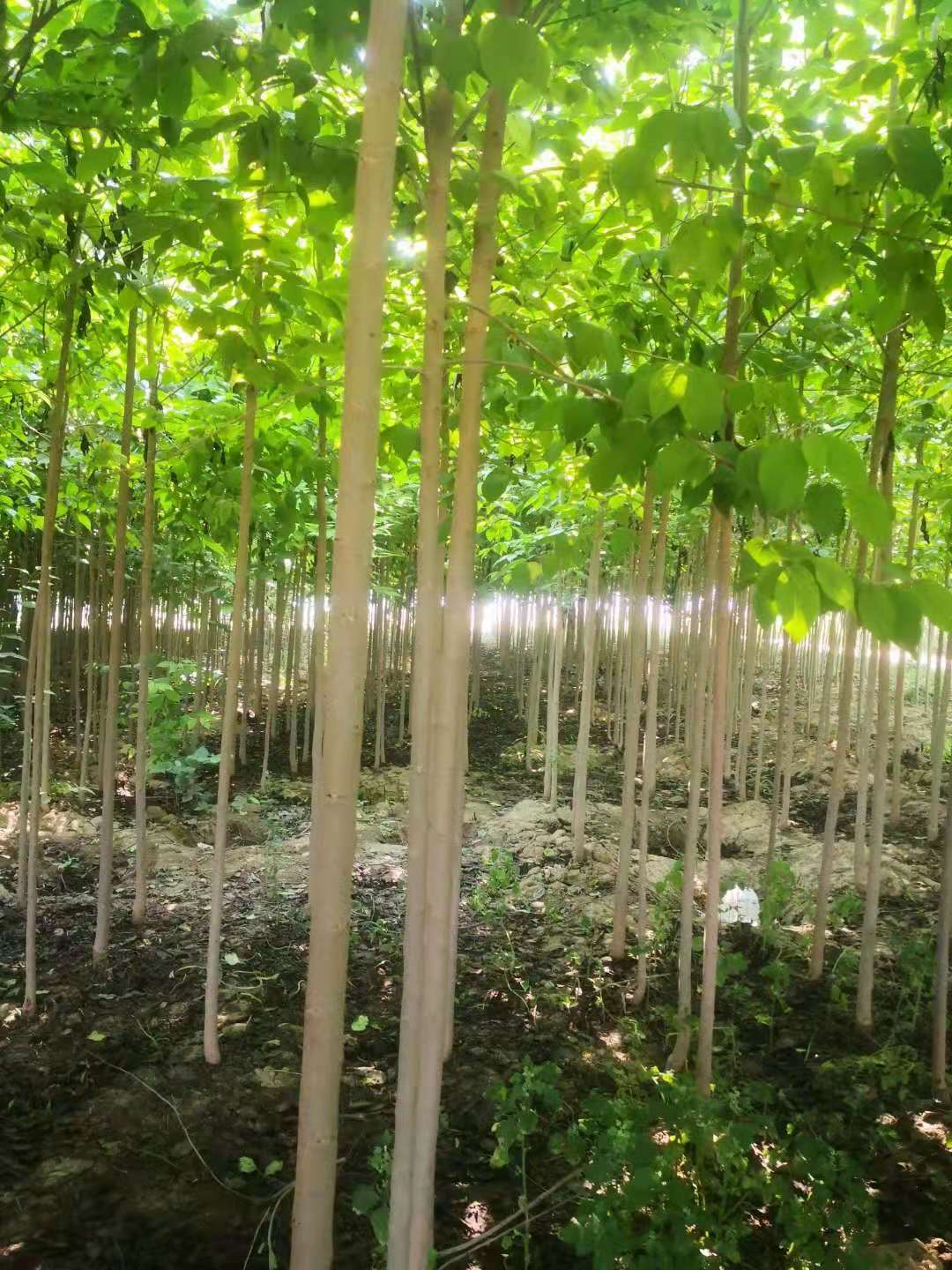 山东日照杜仲树苗基地 薄利多销