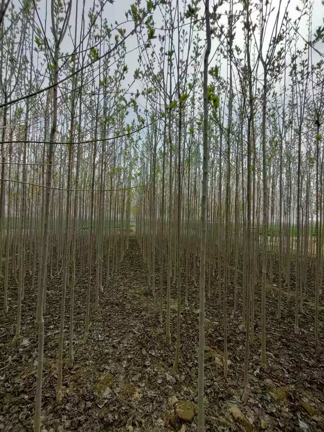 山东垦利杜仲种植基地 