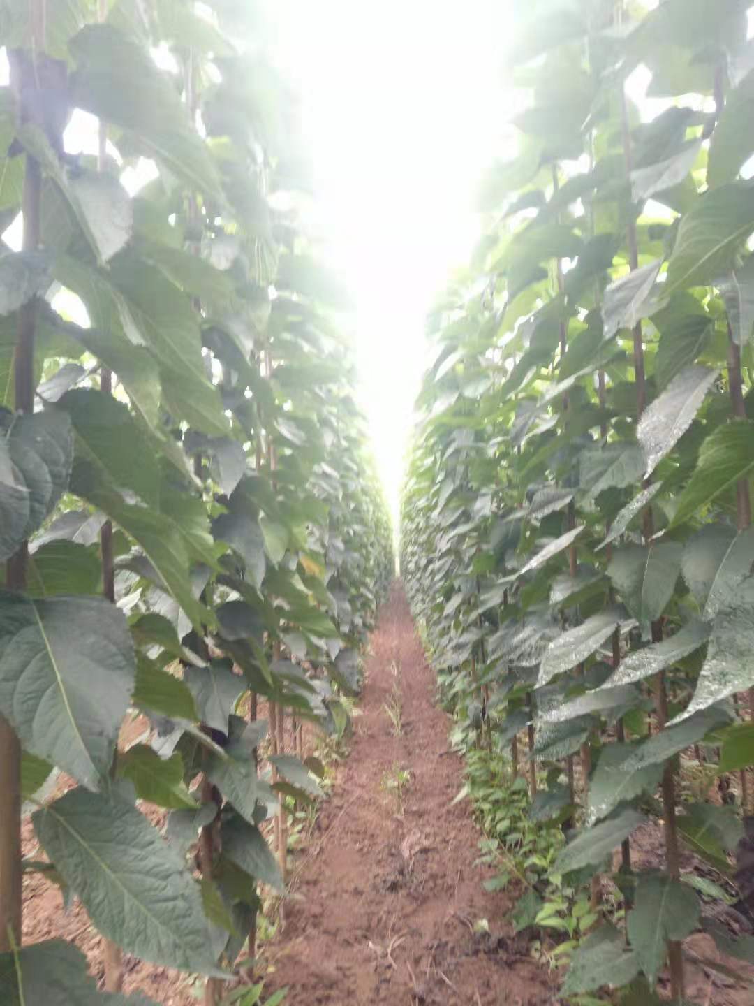 山东烟台海阳杜仲苗圃基地 自有生产基地