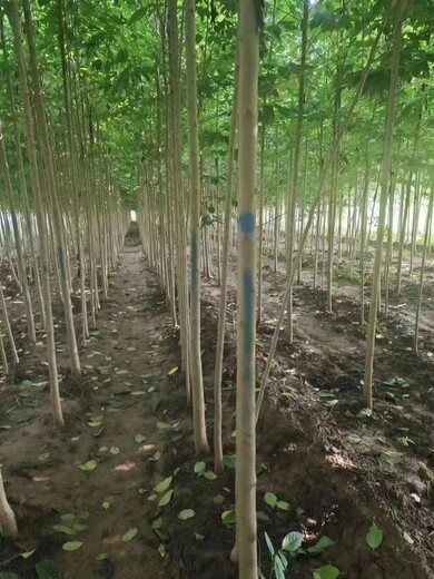 山东高密杜仲苗木基地自有生产基地