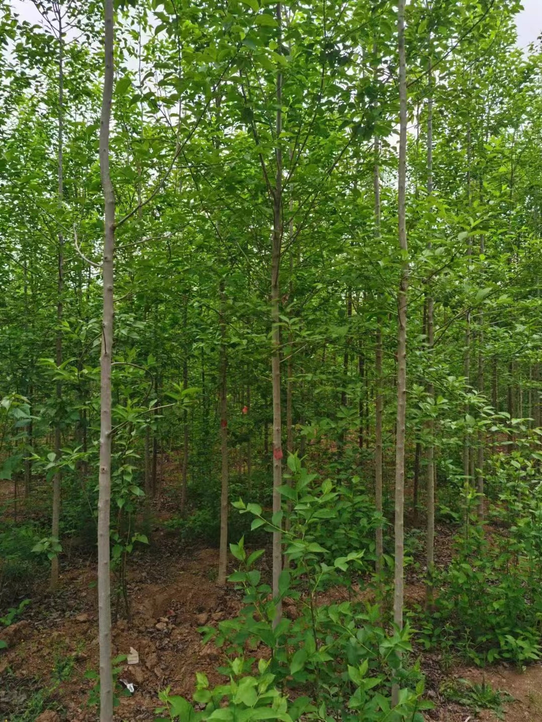 山东临沂苍山杜仲苗圃基地 自有种植基地