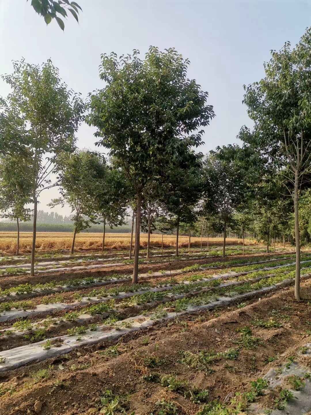 山东乐陵杜仲苗圃 自有种植基地